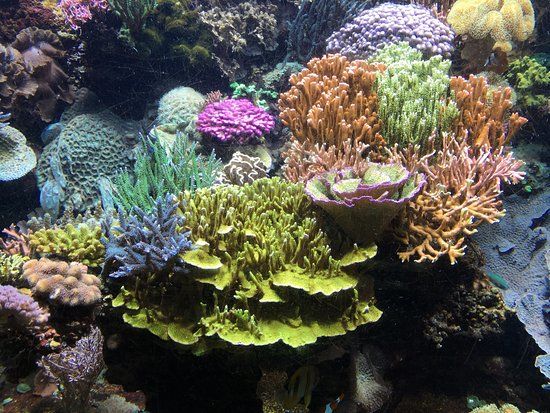 Aquarium du Cap d'Agde